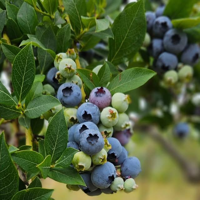 Blueberry clusters ripening on the bush, deep blue beside green and pink berries