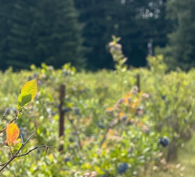 Rows of blueberry bushes with evergreen forest behind
