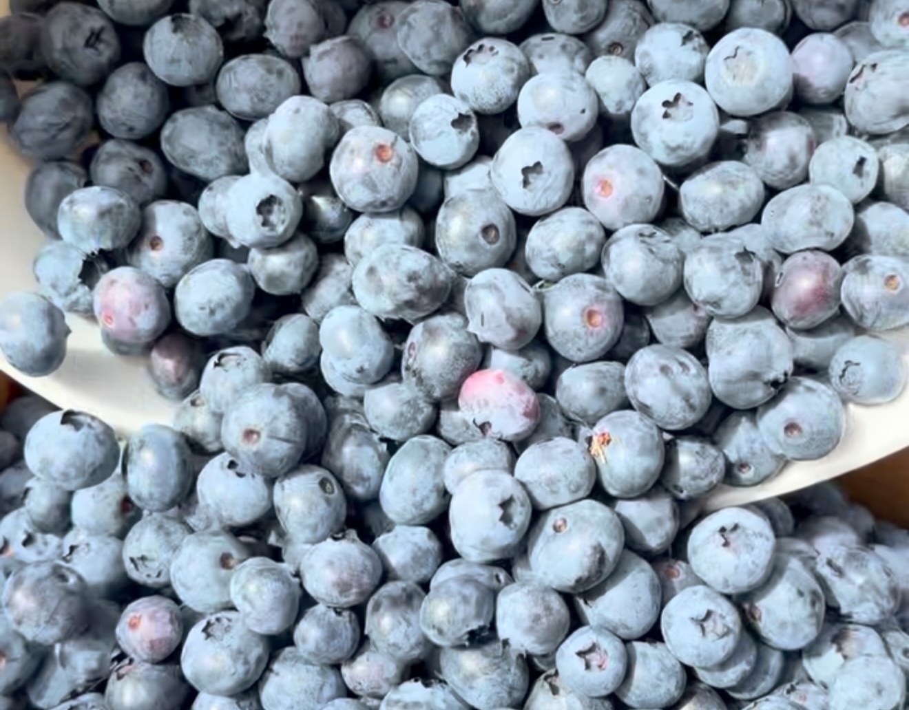 A box overflowing with freshly picked blueberries
