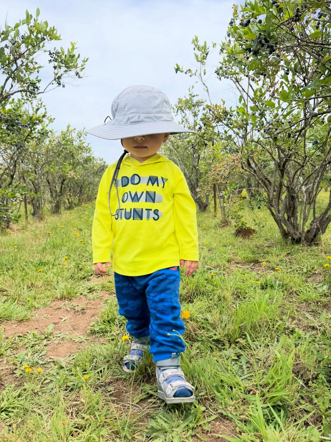 A toddler in a sun hat and a shirt reading 'Do my own stunts' standing between the blueberry rows
